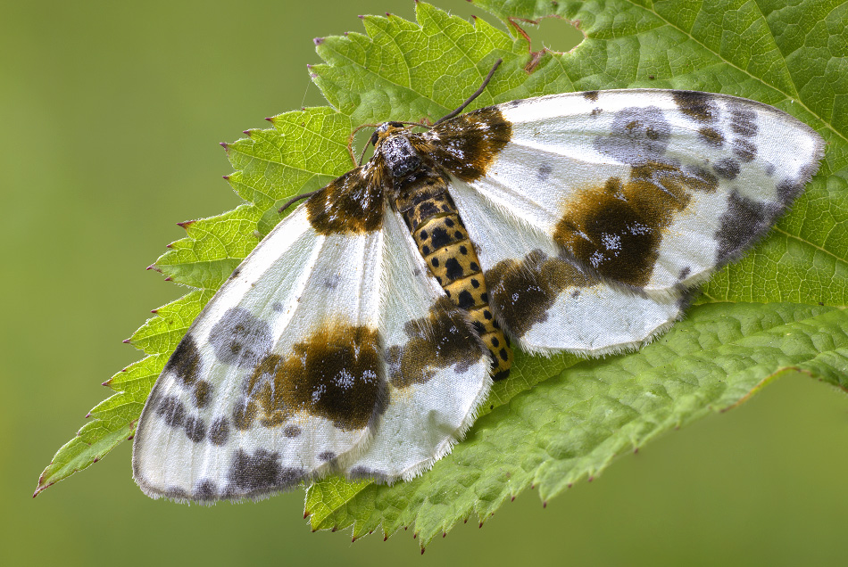 2015-06-30_12-59-45_M_B_R_50_S_1