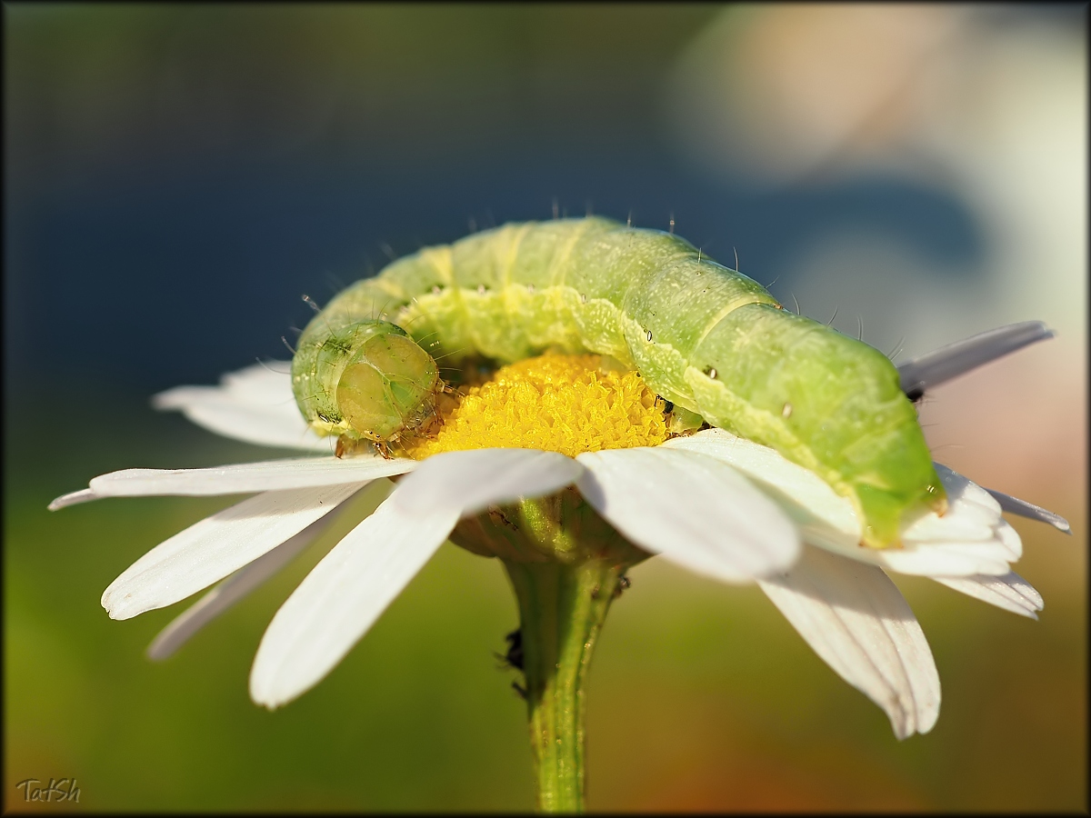 2015-07-25_19-20-57_