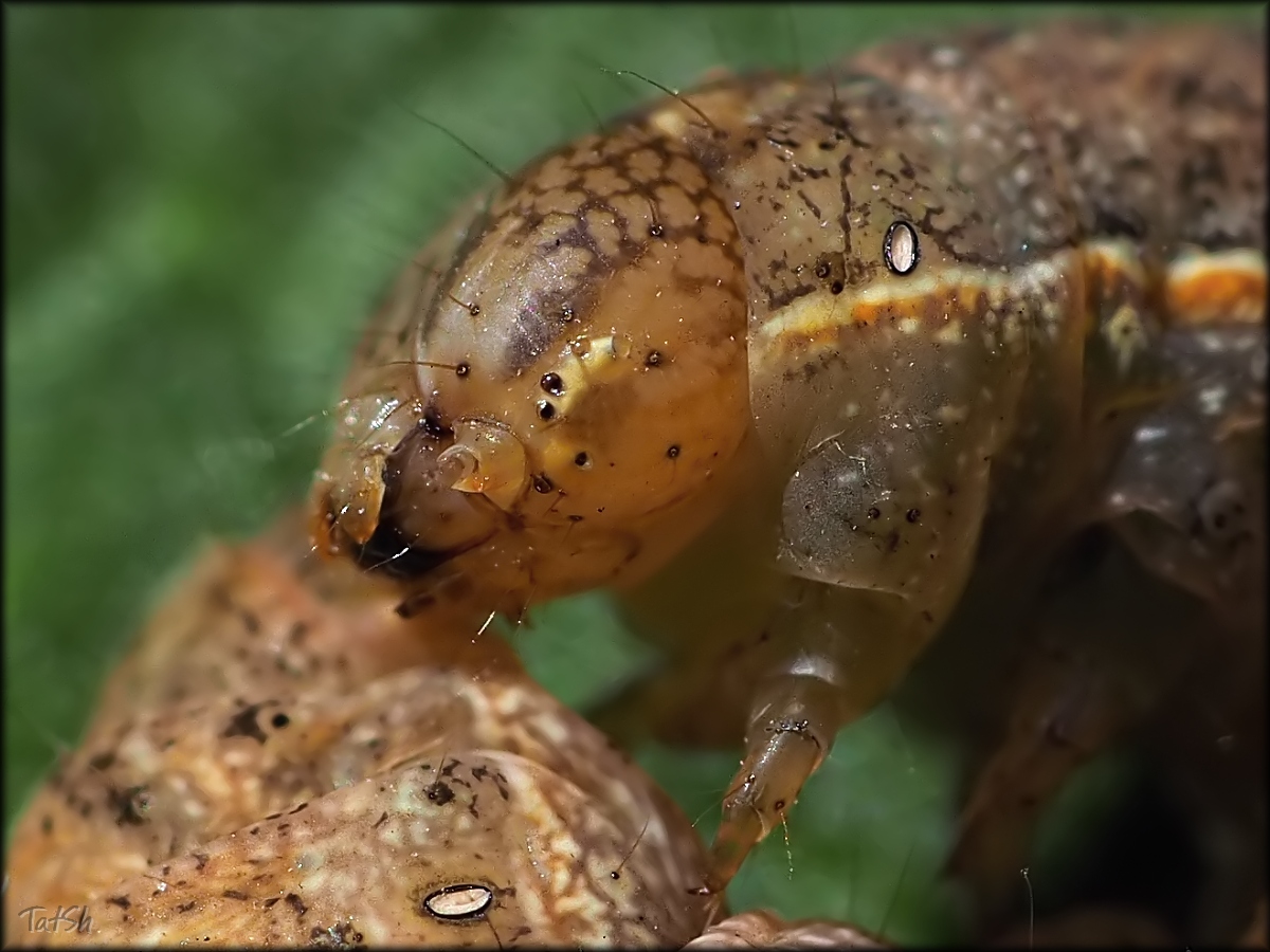 2015-08-06_15-05-24_