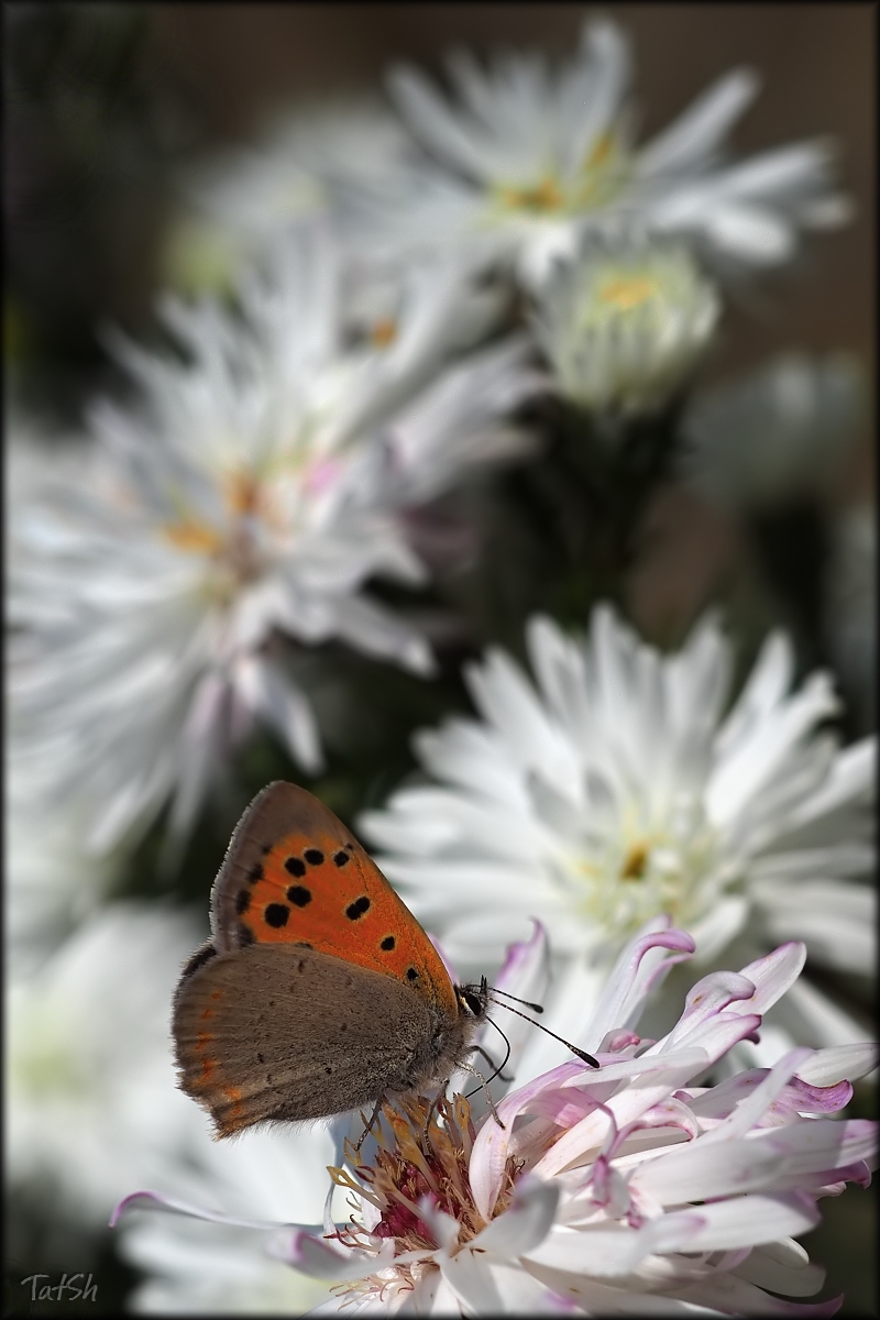 2015-09-24_13-31-25_