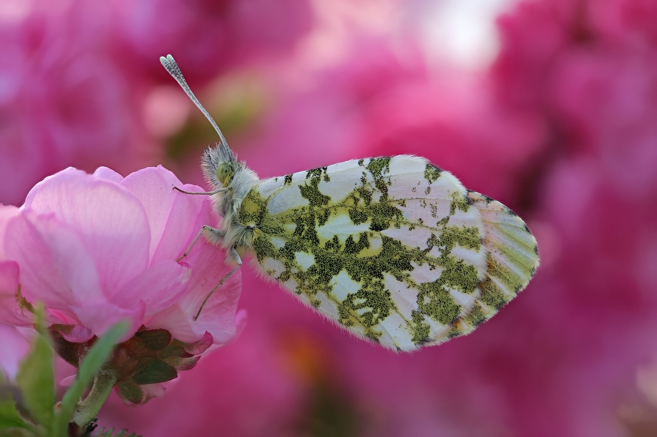 2016-05-14_20-33-16_M_C_R_8_S_4