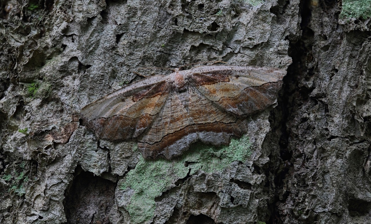 2016-08-12_20-56-45_M_C_R_8_S_4