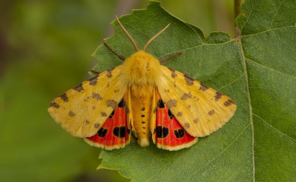 2016_-04-17_23-19-42_M_A_R_10_S_4