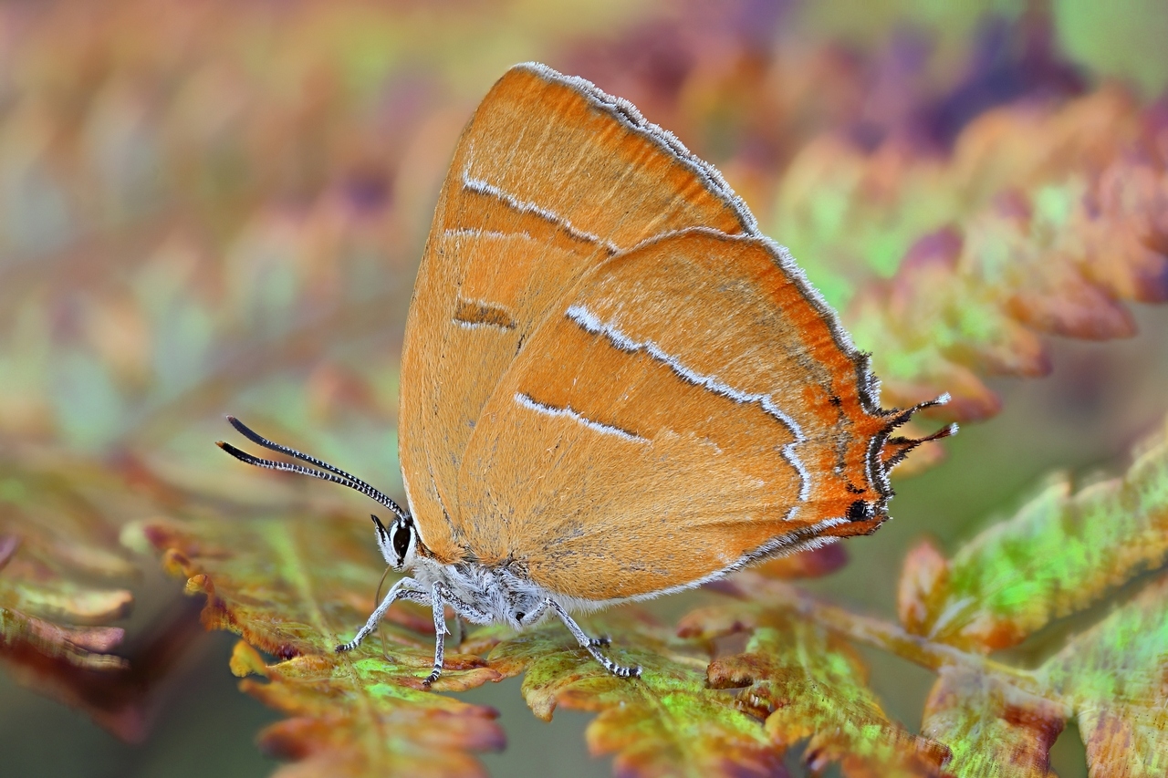 2017-01-21-20_40_46_ZS_PMax