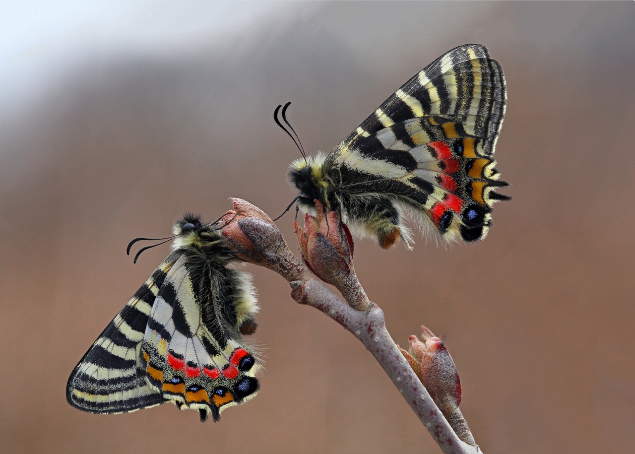 2017-04-15-02_02_06_ZS_PMax