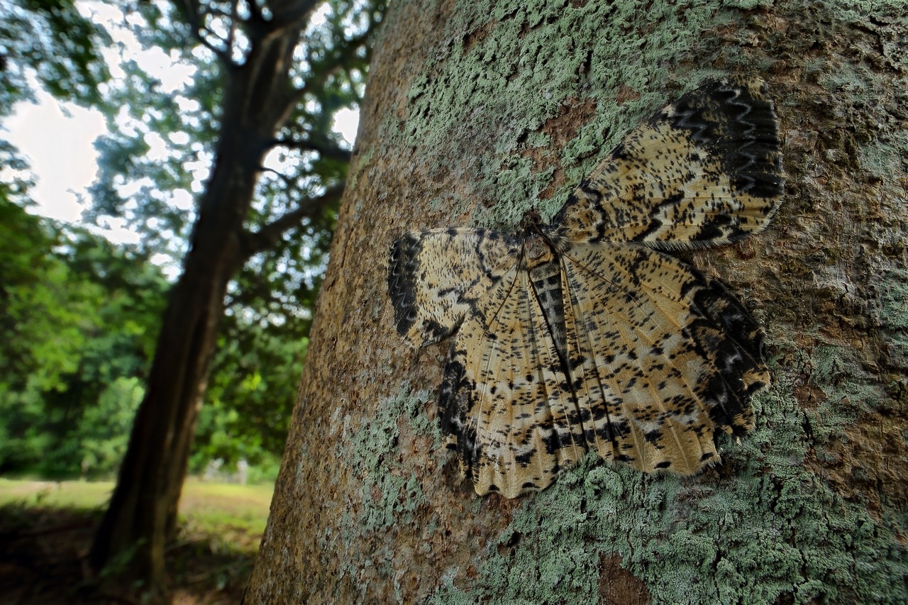 2017-06-29-00_54_20_ZS_PMax