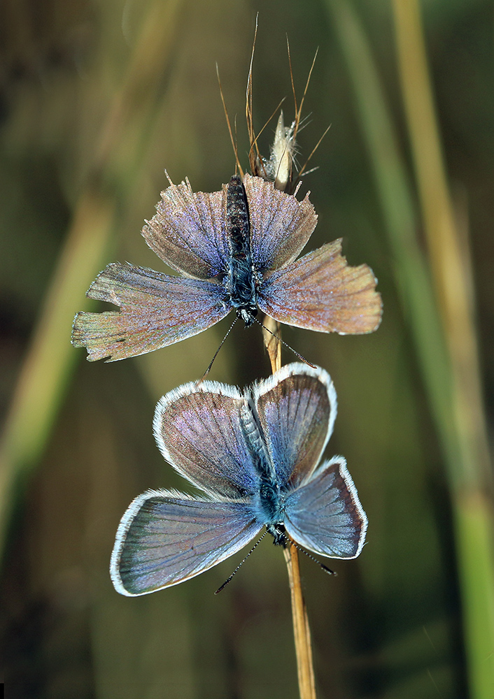 2017-09-11_17-04-29_B_Radius5_Smoothing10_IMG_6972_