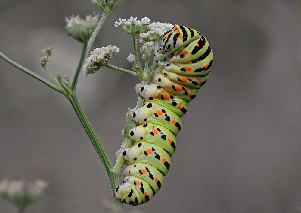 2017-09-22_12-38-45_B_Radius5_Smoothing10_IMG_8424_