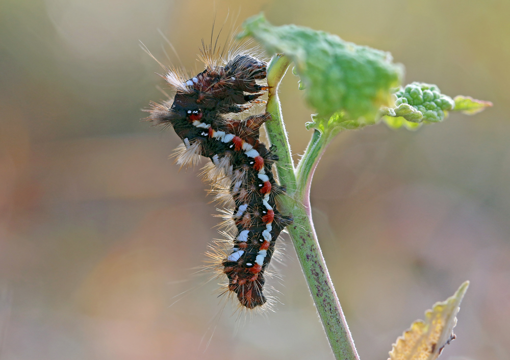 2017-10-08_06-33-39_B_Radius5_Smoothing10_IMG_8899IMG_8899_