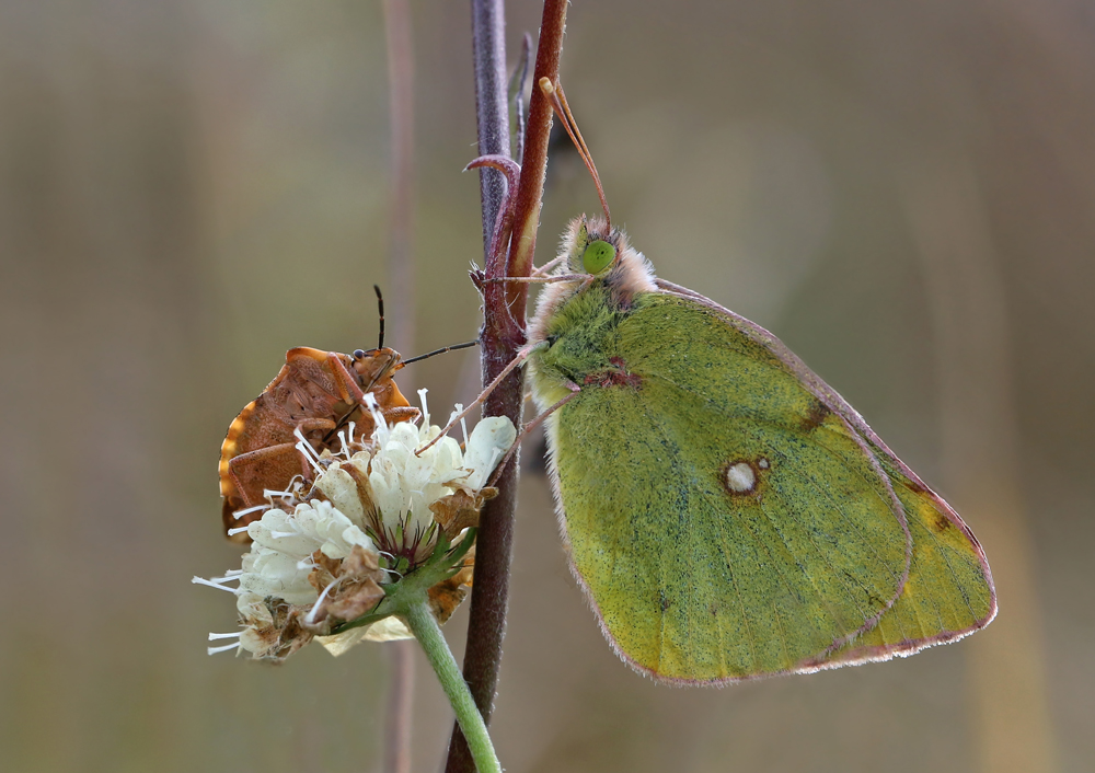 2017-11-11_16-56-19_B_Radius5_Smoothing10_IMG_1299IMG_1299IMG_1299_