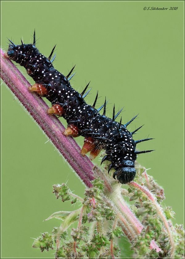 2018-11-22-600-840-2