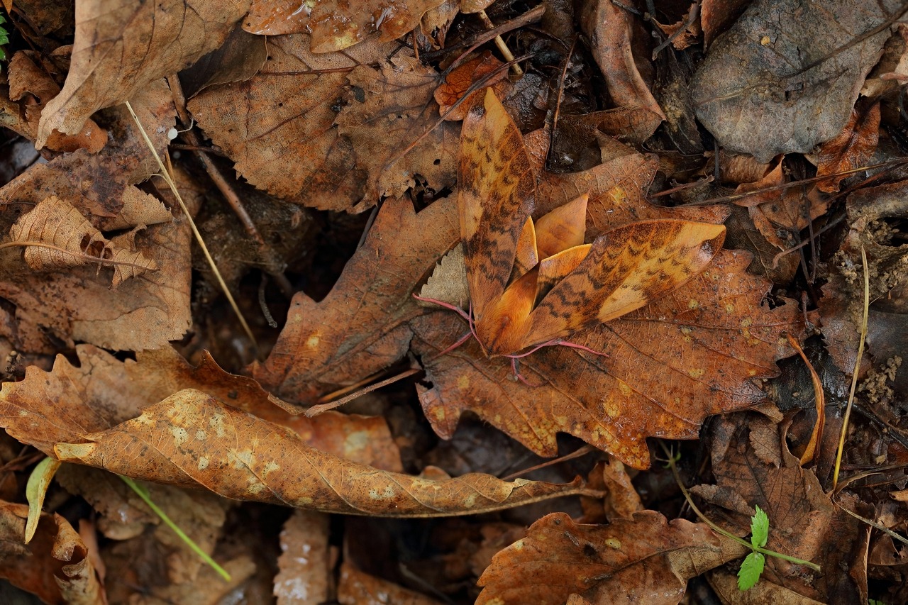 2019-07-17-22_05_24_ZS_PMax