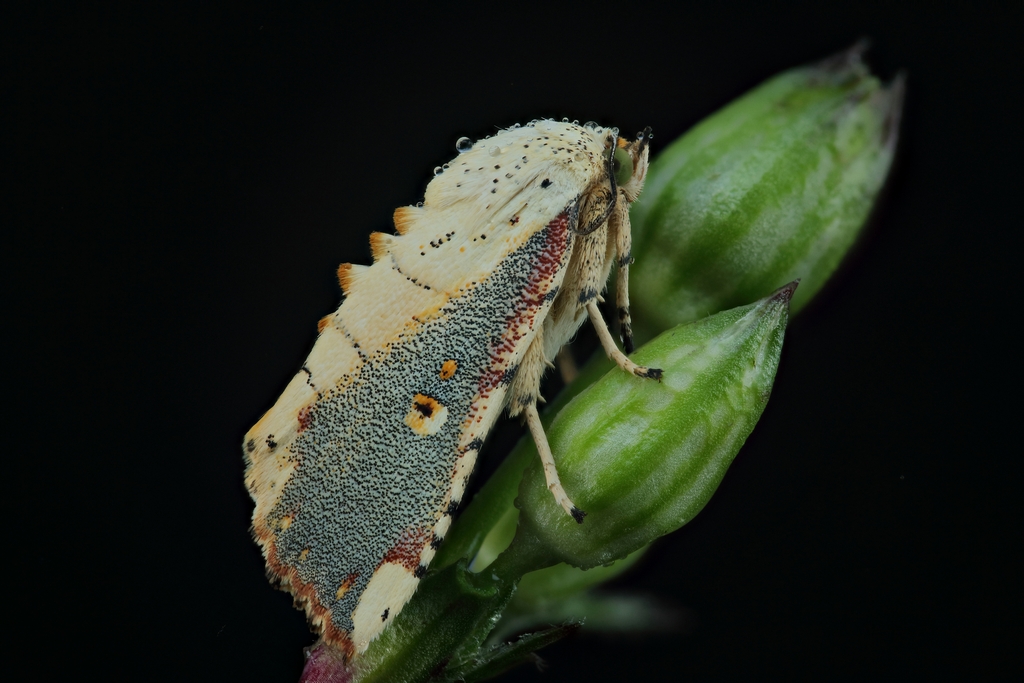 2019-07-29-23_05_55_ZS_PMax