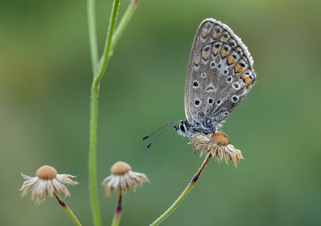 2020-08-10_19-37-09_B_Radius8_Smoothing4_