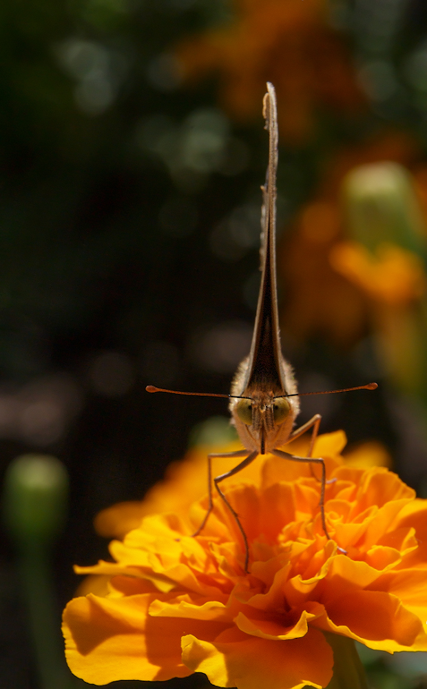 2020_06_27_10-05-39_00136