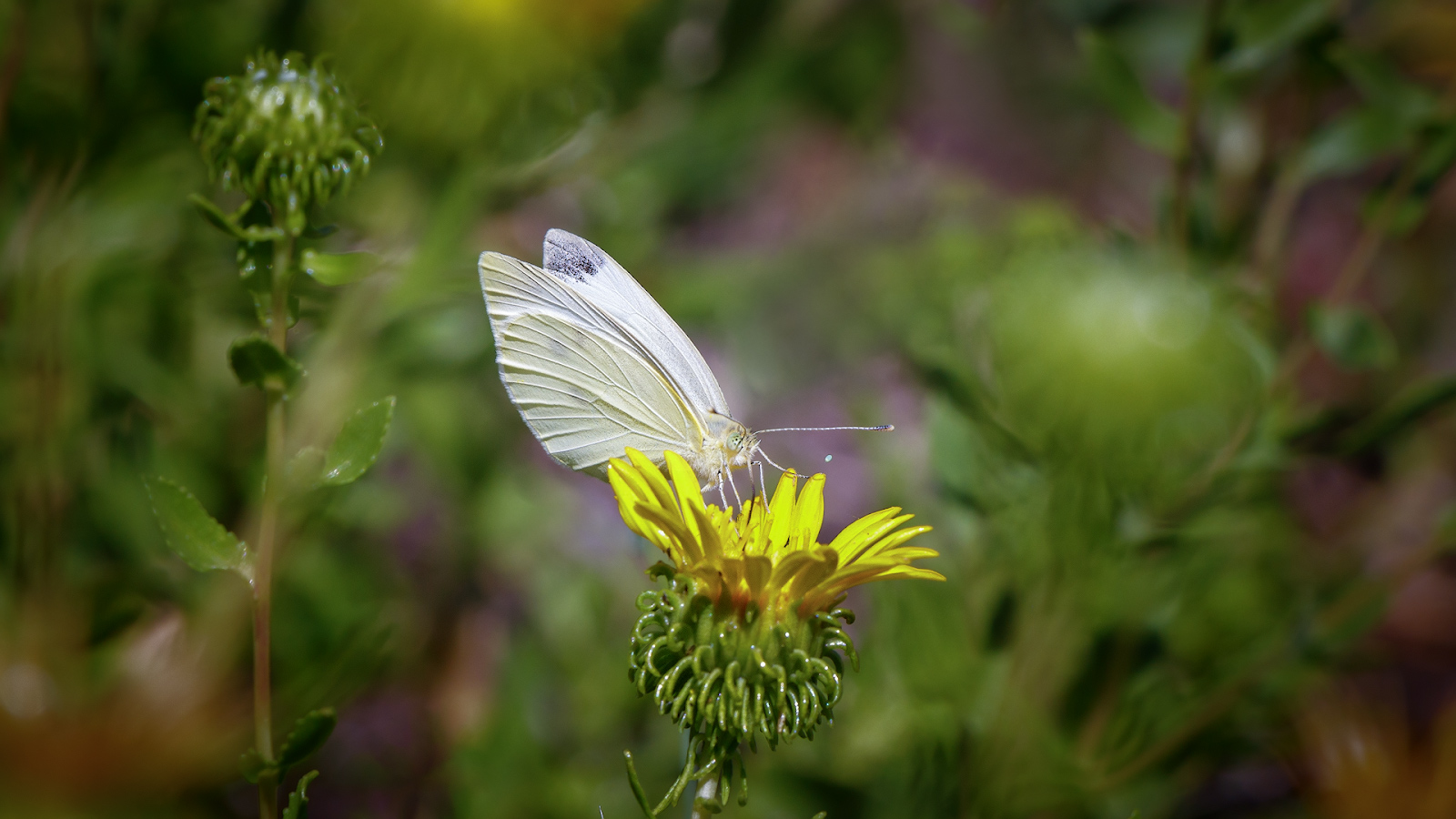 2020_08_15_12-01-12_00108