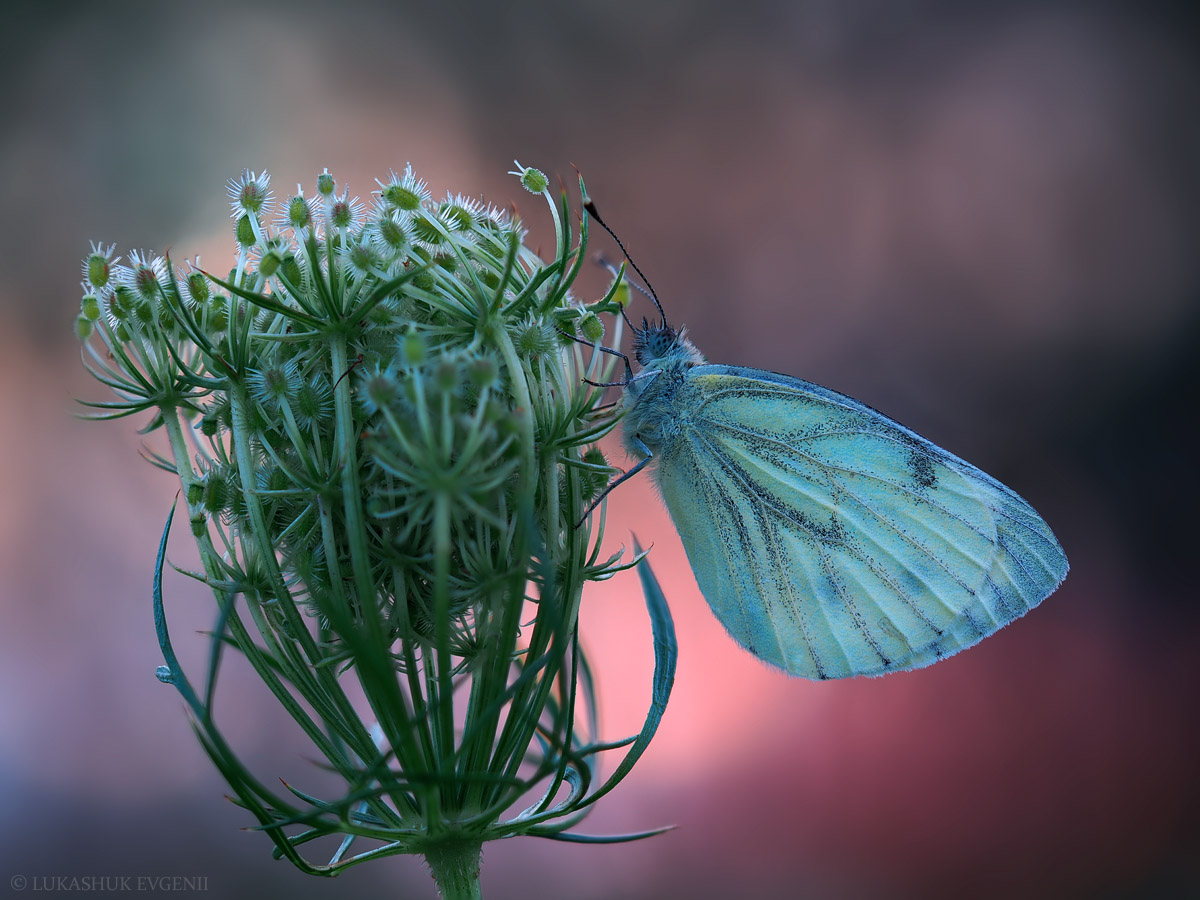 2021-08-22_21-41-28_M_A_R_8_S_2