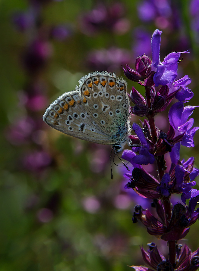 2021_06_12_09-44-37_00073