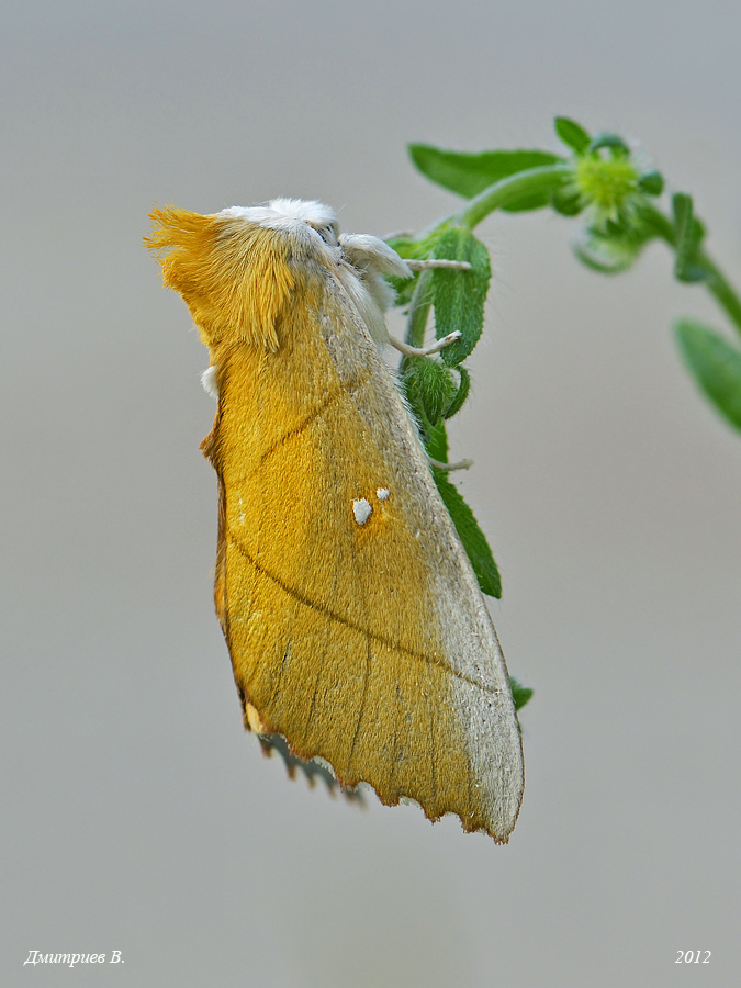 27_2011_Euthrix_potatoria_7138