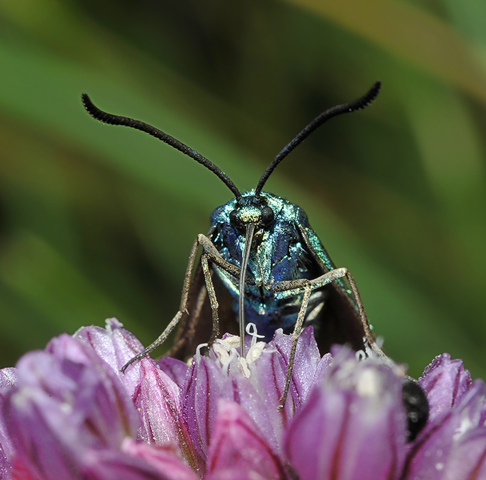 2Abscita-statices6733