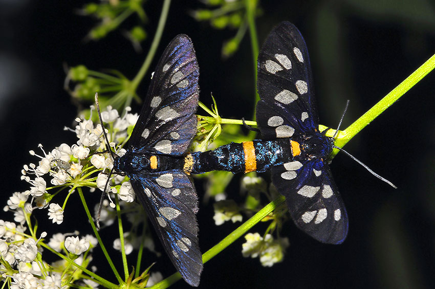 2Amata_nigricornis_5787
