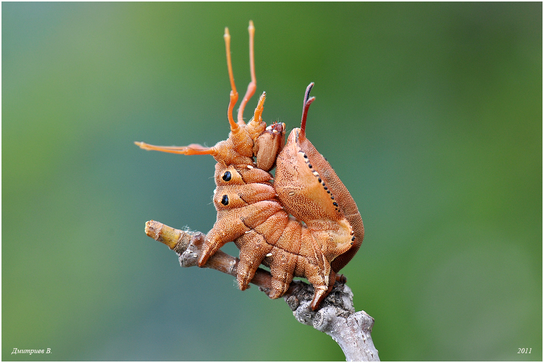 2_2011_Stauropus_fagi_044