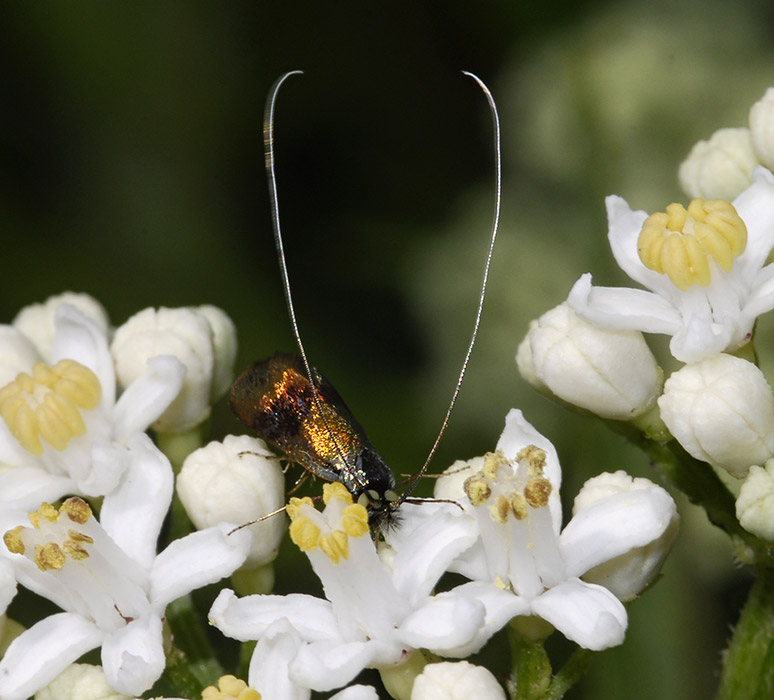2a-Nemophora-prodigellus99