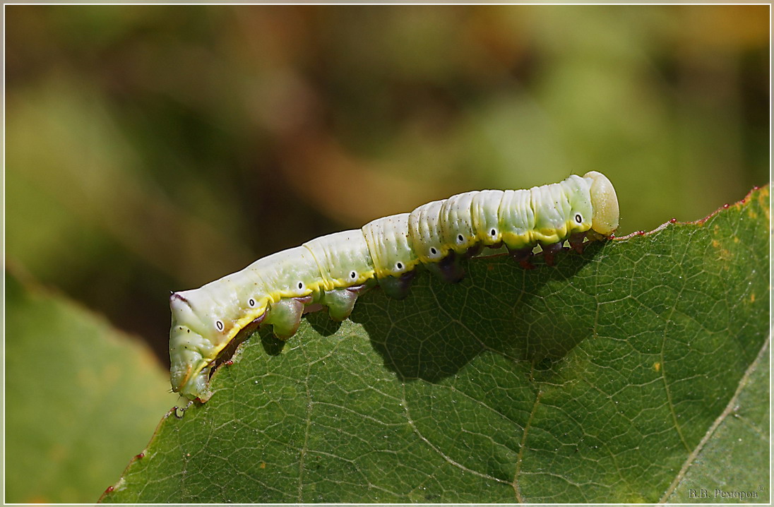 3295_05r_resize