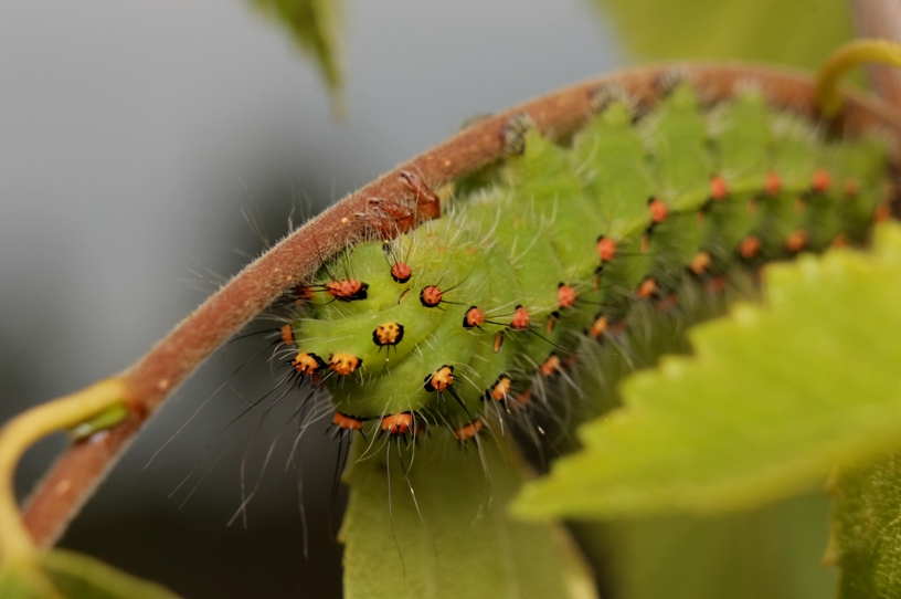 33333333333333333333