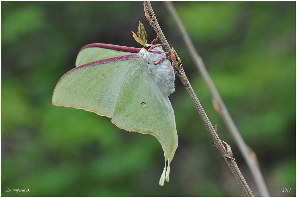 6_2011_Actias_sjoqvisti_Bryk_001_15_