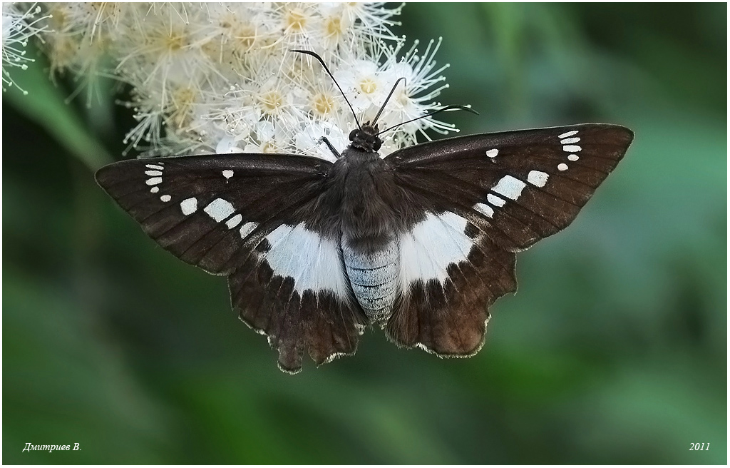 6_2011_Satarupa_nymphalis_Speyer_1879_203