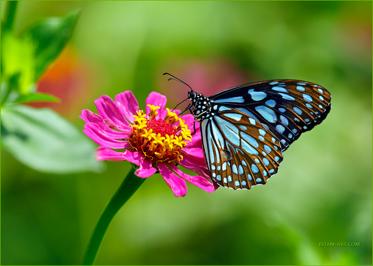 A-Paradisal-World_Blue-Tiger-butterfly_Ritam-900