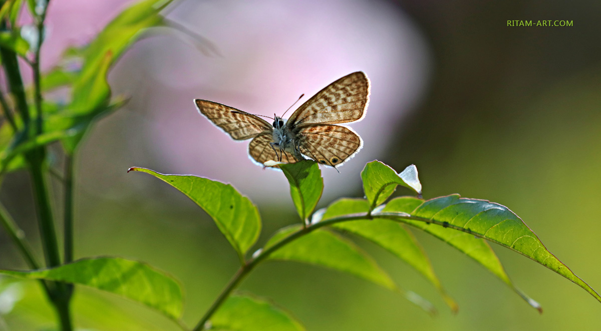 A-Winged-Beauty-of-Mallorca_Ritam-W