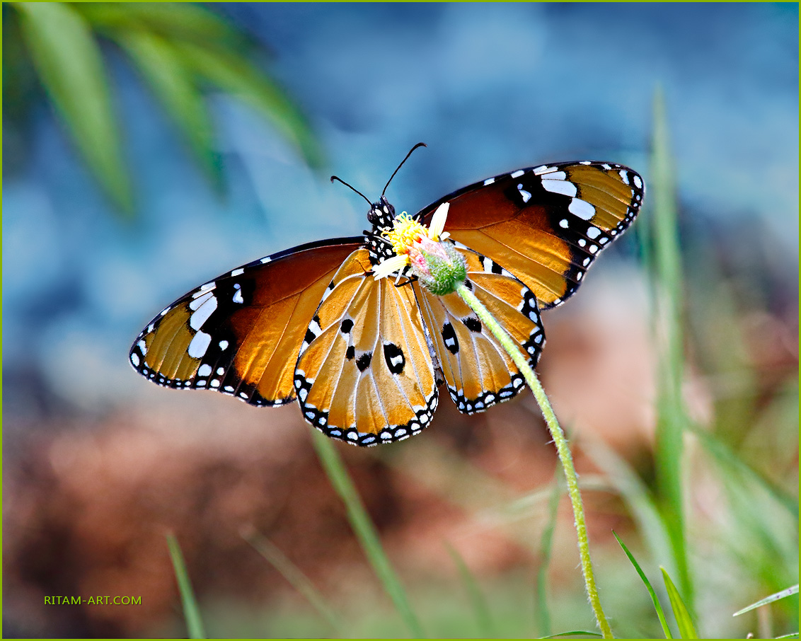 A-Winged-Dream_Danaus-chrysippus-or-Tiger-Butterfly_Ritam-900