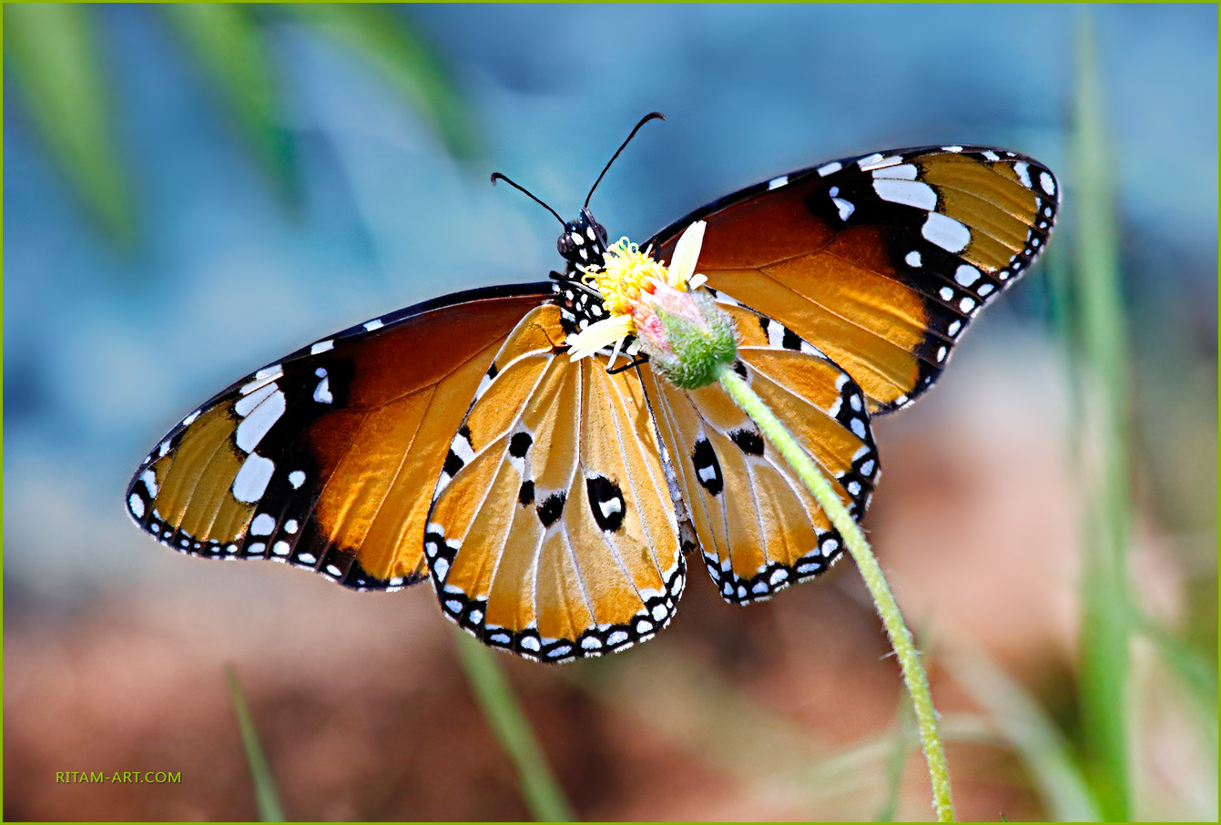 A-Winged-Tiger_Danaus-chrysippus-butterfly_Ritam-900