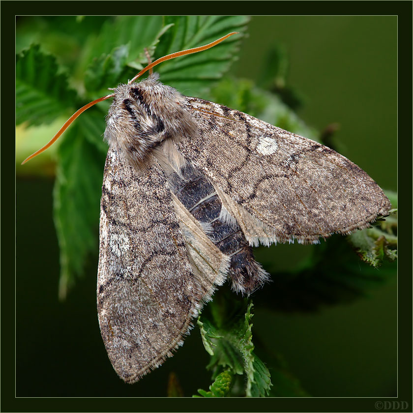 Achlya_flavicornis01