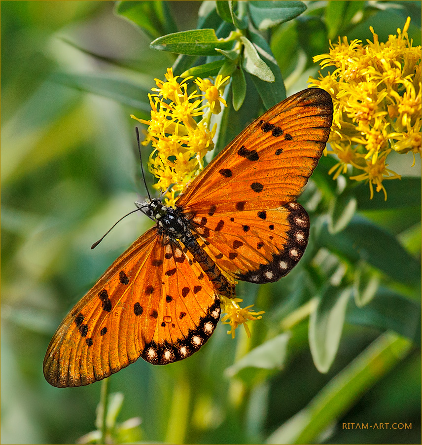 Acraea-terpsicore_Tawny-coster-butterfly_Ritam-W