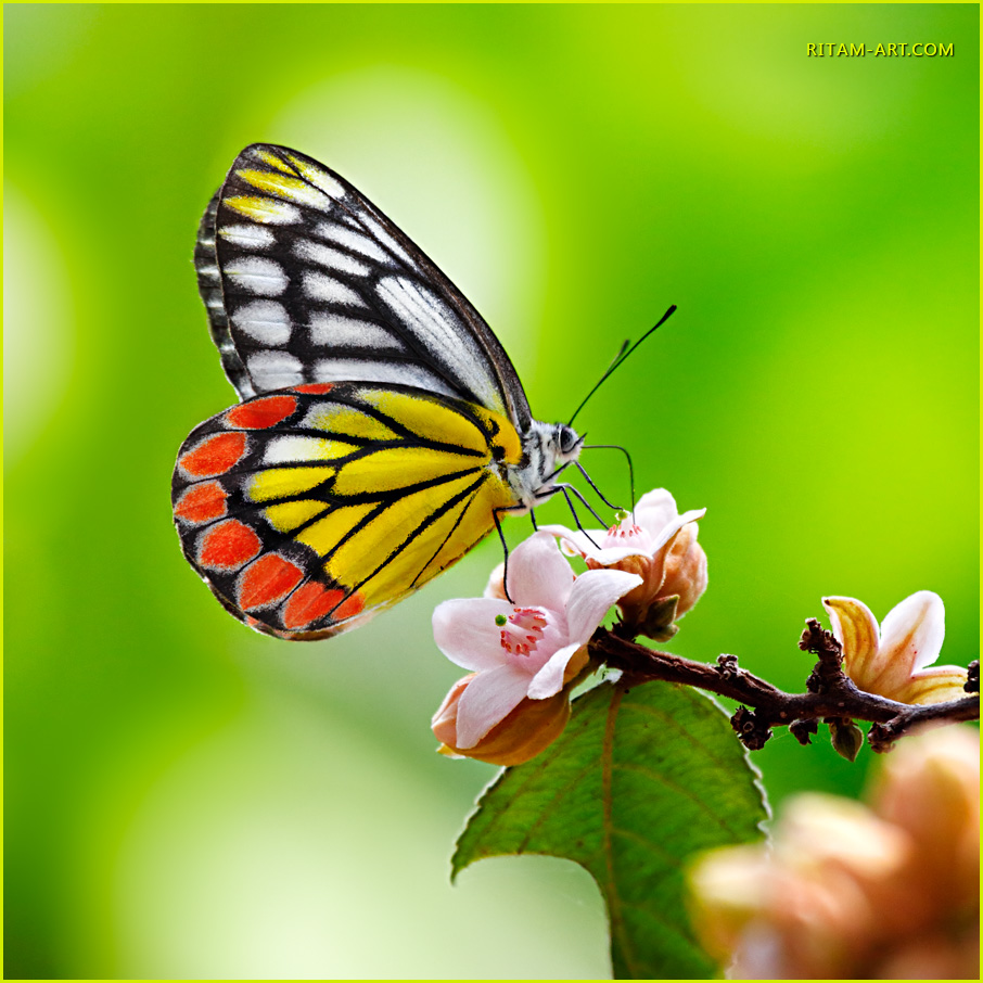 Airy-marvel_Delias-eucharis-butterfly_Ritam-W