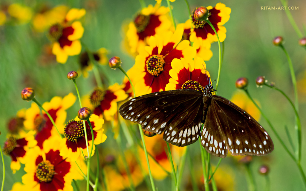 Amid-Happy-Blossom_Euploea-klugii-butterfly_Ritam-sm