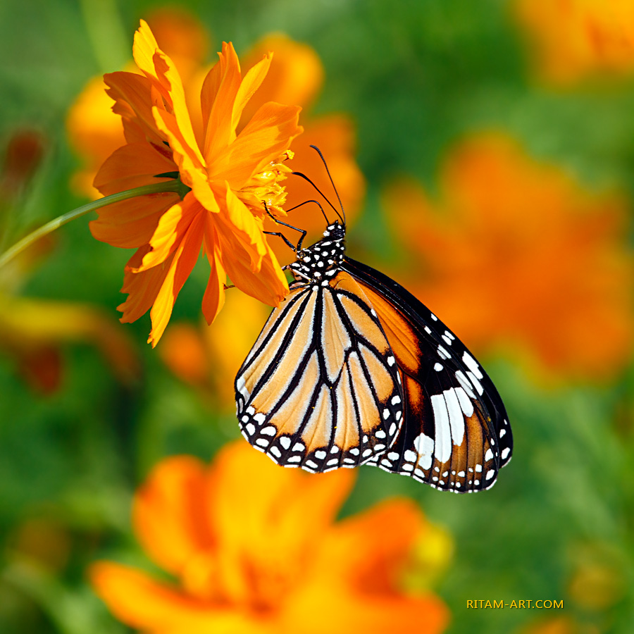 An-Orange-Study_Danaus-genutia-butterfly_Ritam-900