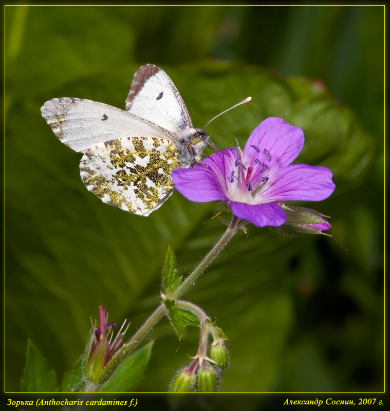 Anthocharis_cardamines_DSC1867