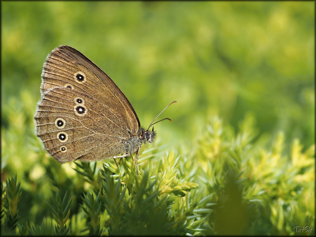 Aphantopus_hyperantus_Ringlet_2015-07-14_11-40-02_