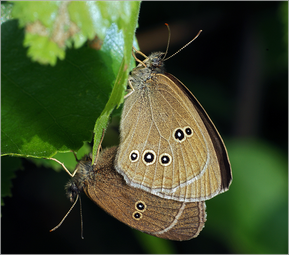 Aphathopus-hyperanthus