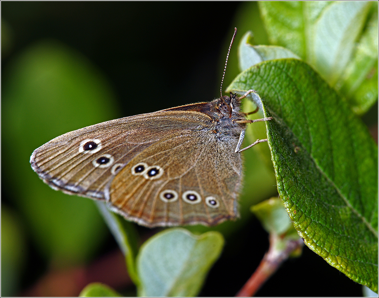 Aphathopus-hyperanthys