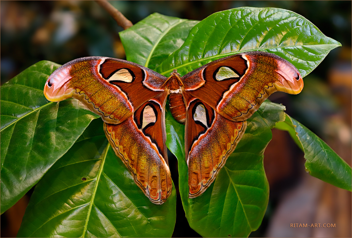 Attacus-atlas-butterfly_Ritam-W1