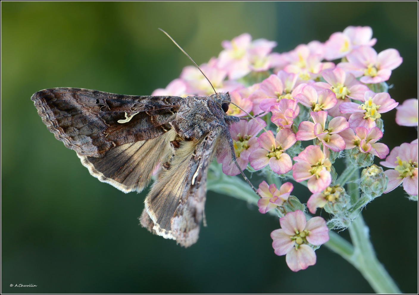 Autographa_mandarina_Freyer_1845_