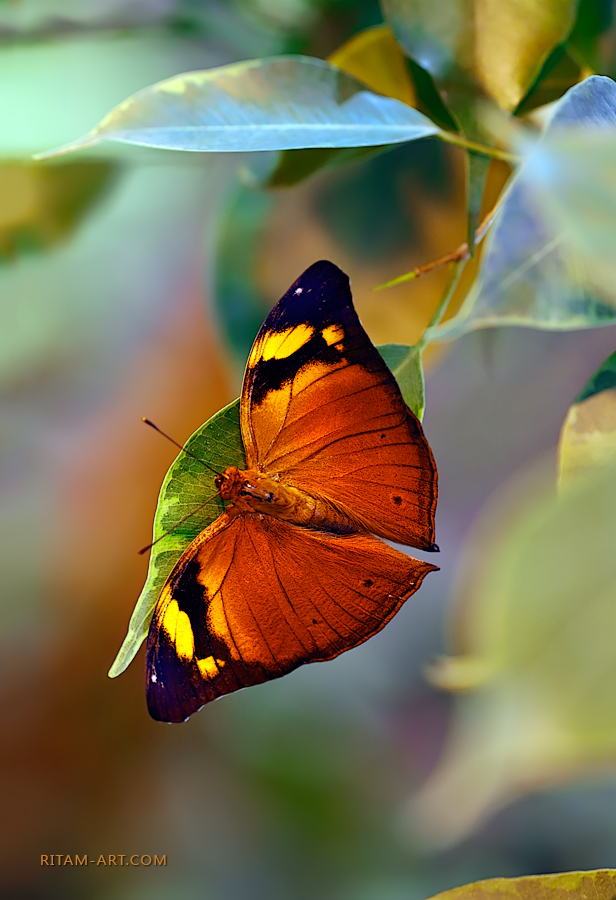 Autumnal-Leaf-butterfly_Ritam-W