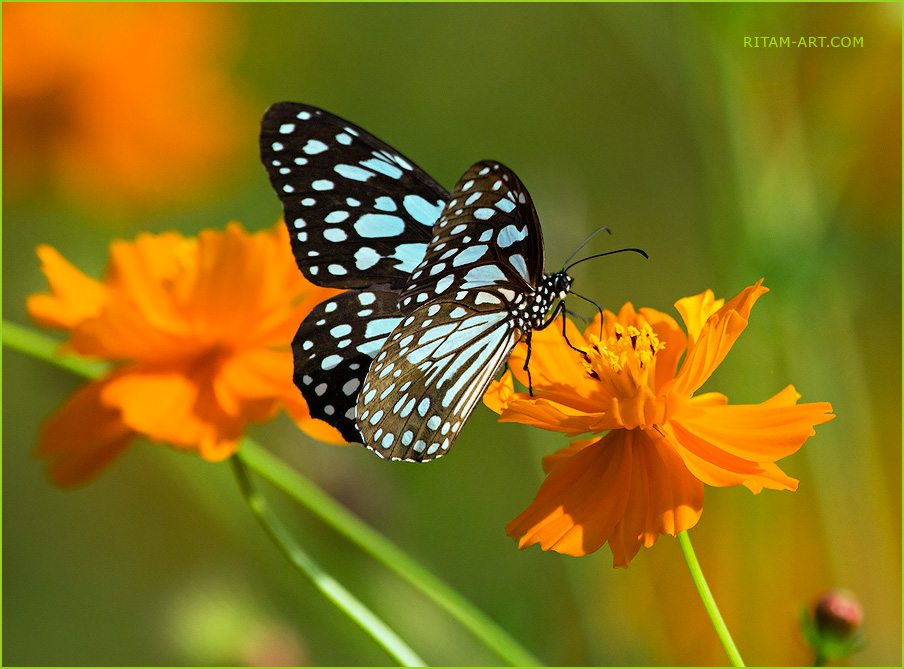 Azure_Gold_Danaid-Tirumala_Blue-Tiger-Butterfly_Ritam-900