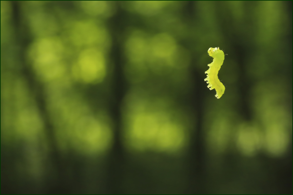 BU7A0504_6_17April2016_Alexander_Zelenko