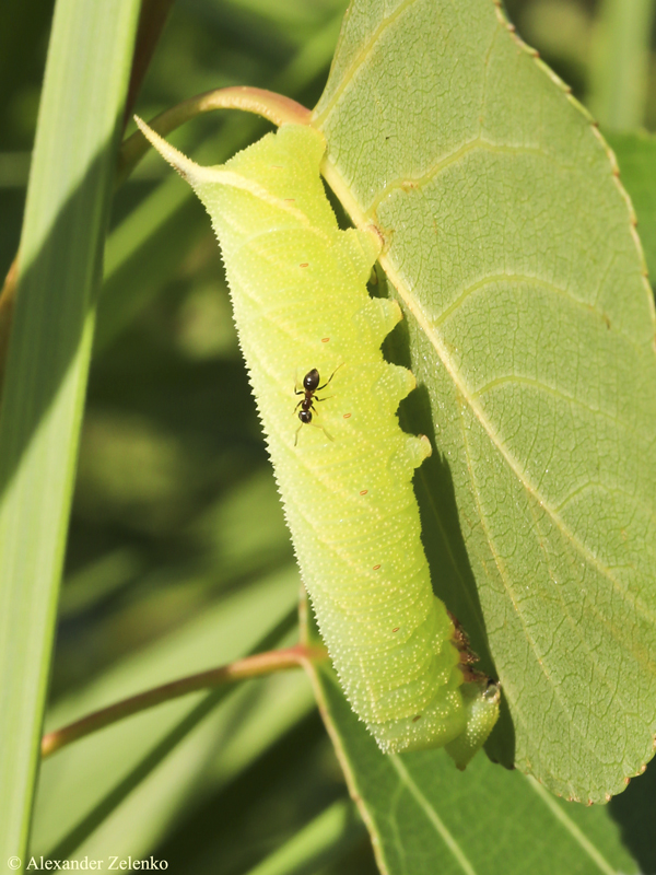 BU7A1683_2_24Juli2016_Alexander_Zelenko